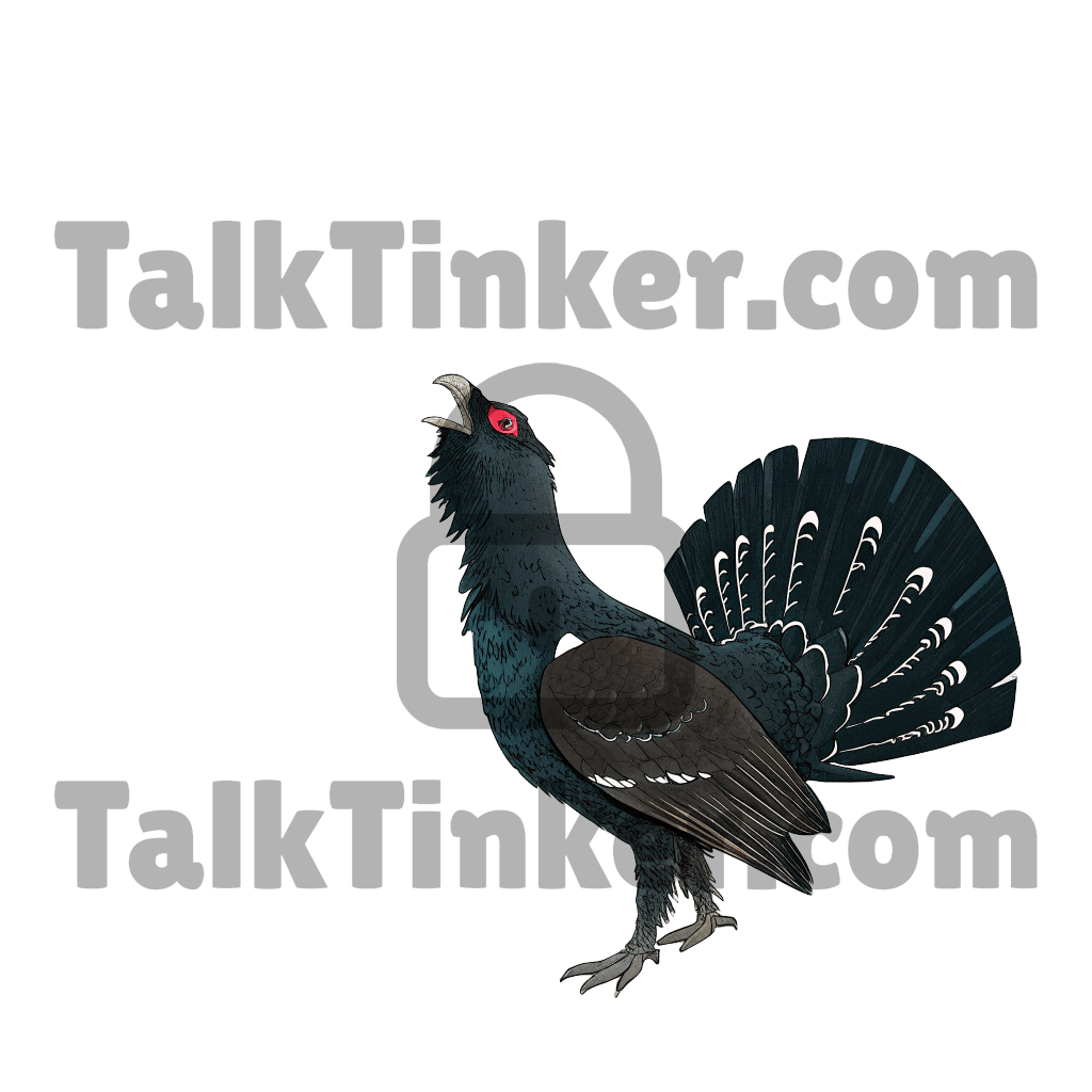 Capercaillie