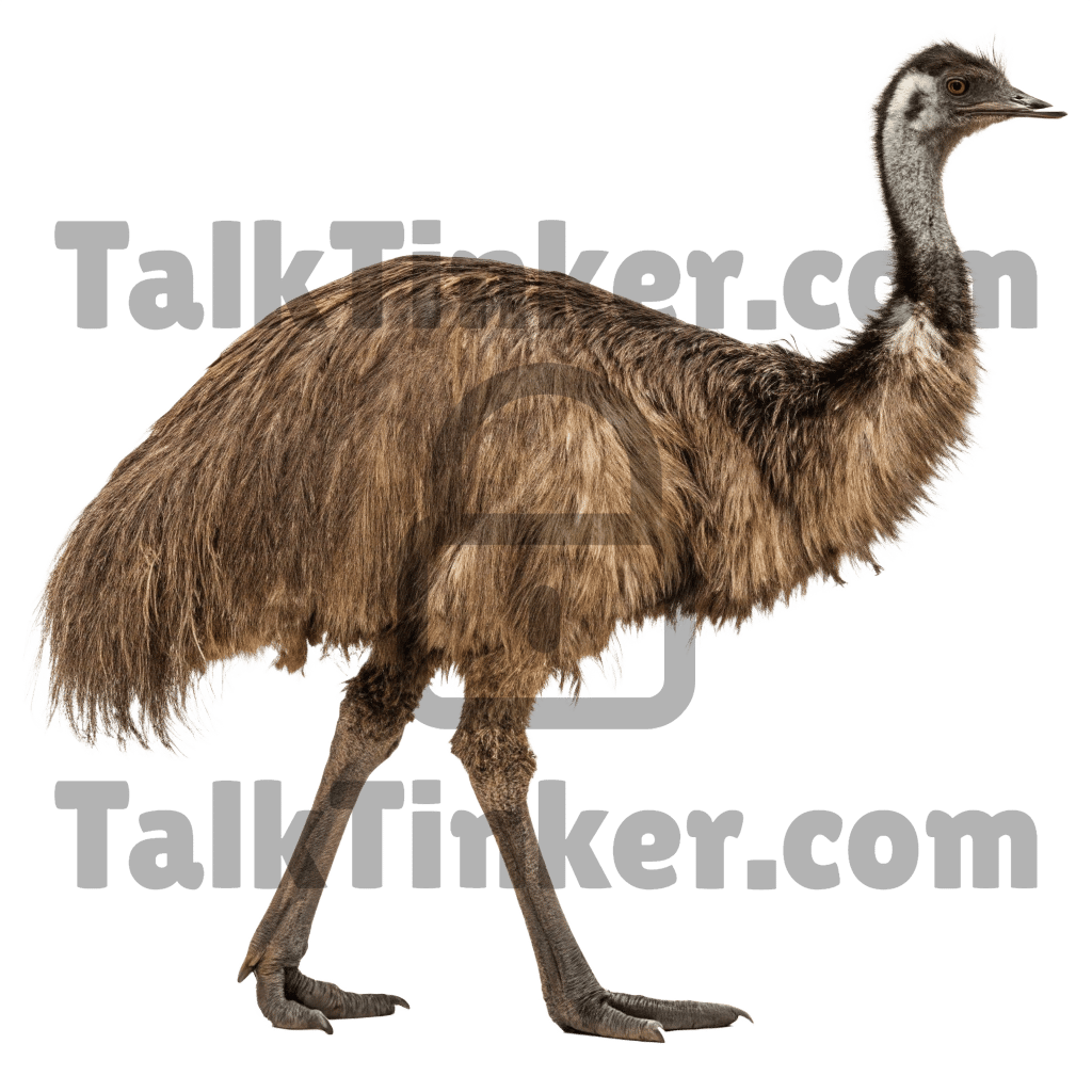 Emu