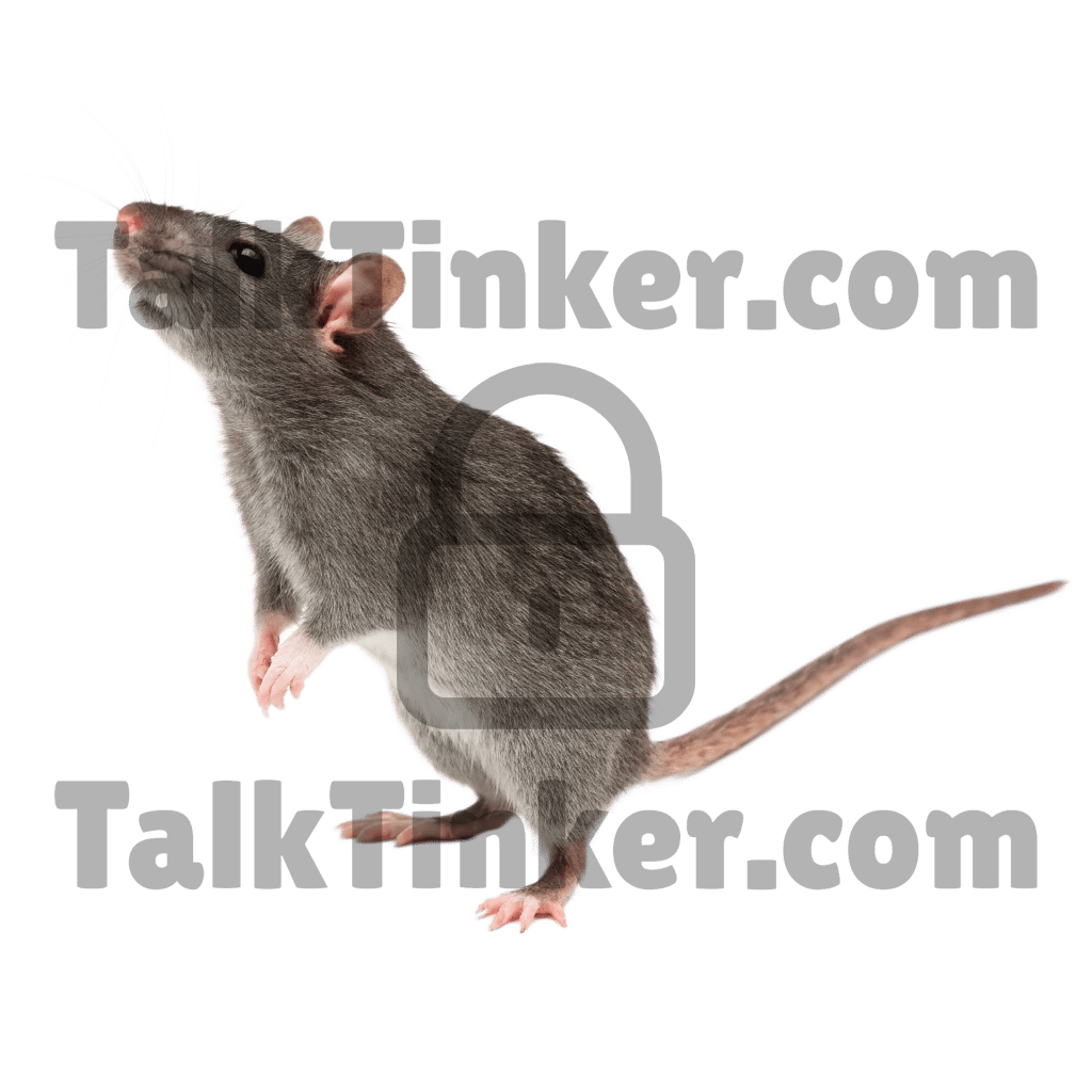 Rat